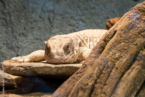 Savannah monitor (varanus exanthematicus) photo