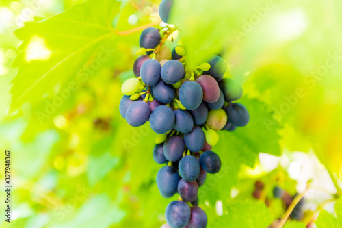 A bunch of slightly unripe blue grapes hangs among the leaves on a Sunny day
