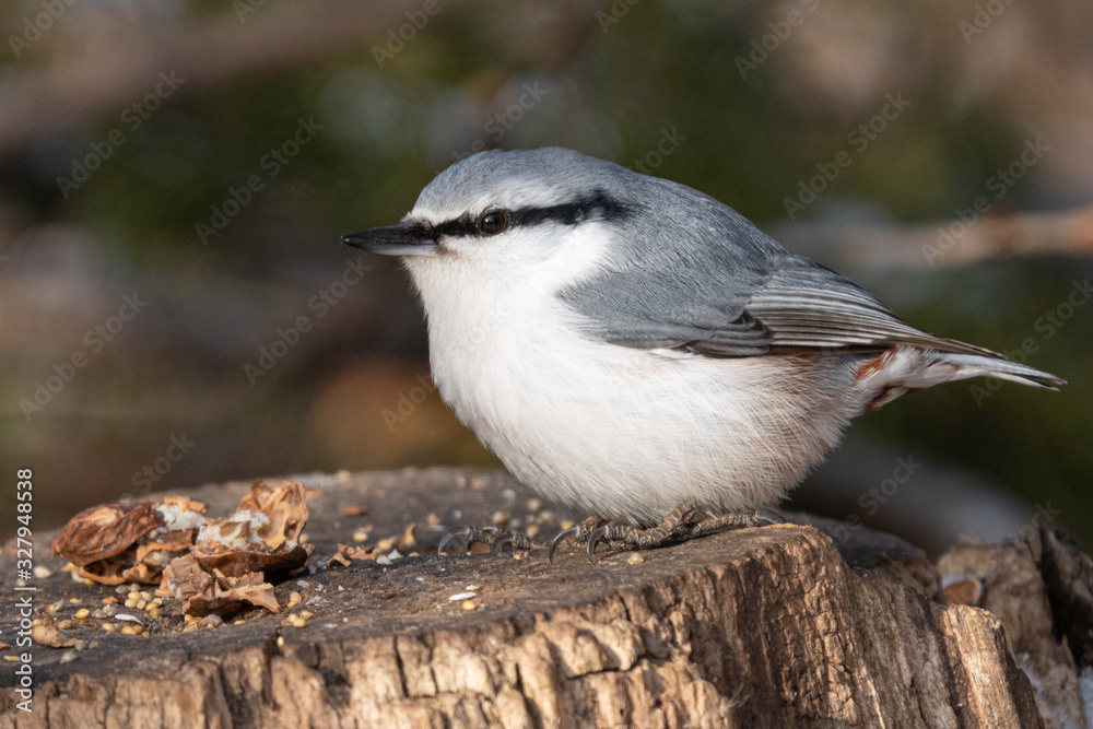 Naklejka premium ゴジュウカラ
