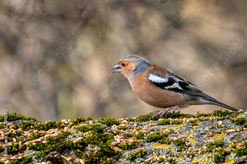 Close up of a Common Chaffinch  perched on a branch against a diffuse background photo