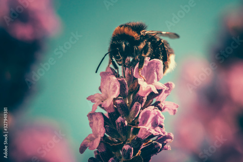 Bumblebee