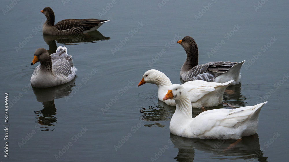 Fototapeta premium Enten