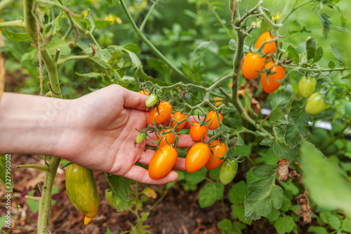 Gardening and agriculture concept. Woman farm worker hand picking fresh ripe organic tomatoes. Greenhouse produce. Vegetable food production. Tomato growing in greenhouse.