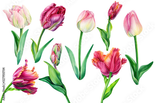 Watercolor flowers, set of beautiful tulips on an isolated background, hand drawing, spring card
