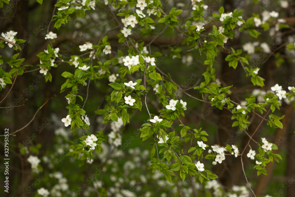 Spring blossom background. Beautiful nature scene with blooming tree. Spring blossom background. Beautiful nature scene with blooming tree.
