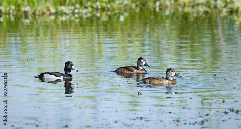 Ring-necked ducks at the Lake Apopka Wildlife Drive in Florida. Ring-necked ducks at the Lake Apopka Wildlife Drive in Florida.