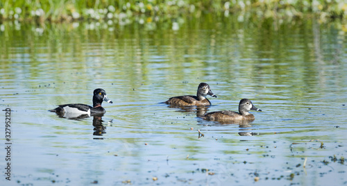 Ring-necked ducks at the Lake Apopka Wildlife Drive in Florida. © Frances