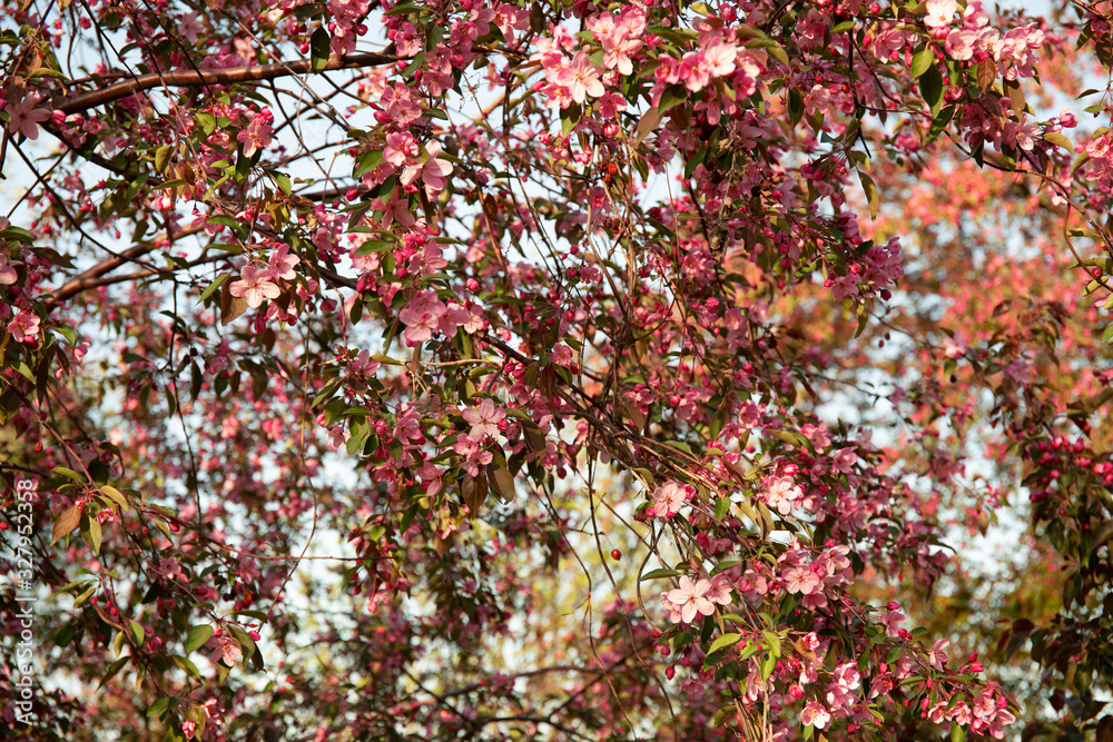 Spring flowers blossom background. Beautiful nature scene with blooming tree. Spring flowers blossom background. Beautiful nature scene with blooming tree.