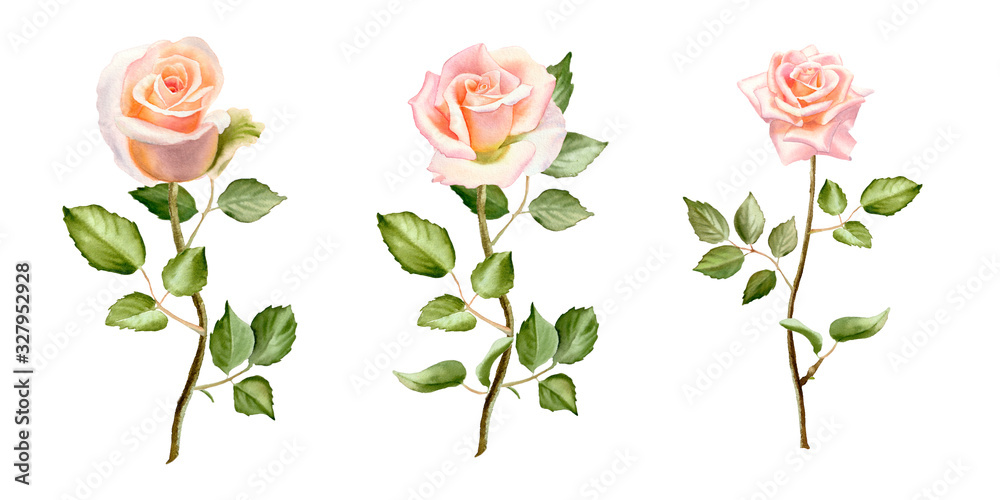 Watercolor set of roses, leaves and buds isolated on a white background. The beautiful elements  for design of wedding invitation, poster, greeting cards.