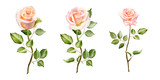 Watercolor set of roses, leaves and buds isolated on a white background. The beautiful elements  for design of wedding invitation, poster, greeting cards.