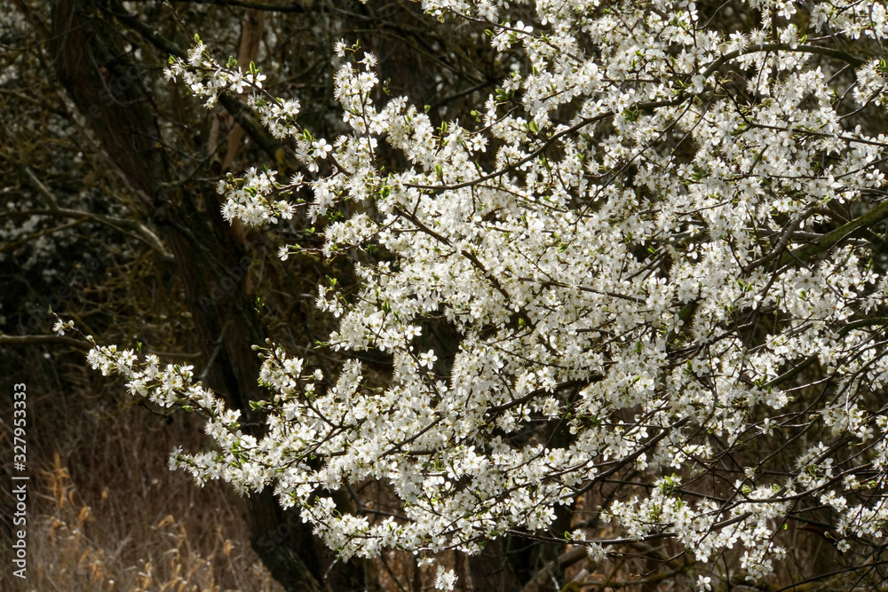 Mirabelle (Prunus domestica subsp. syriaca)