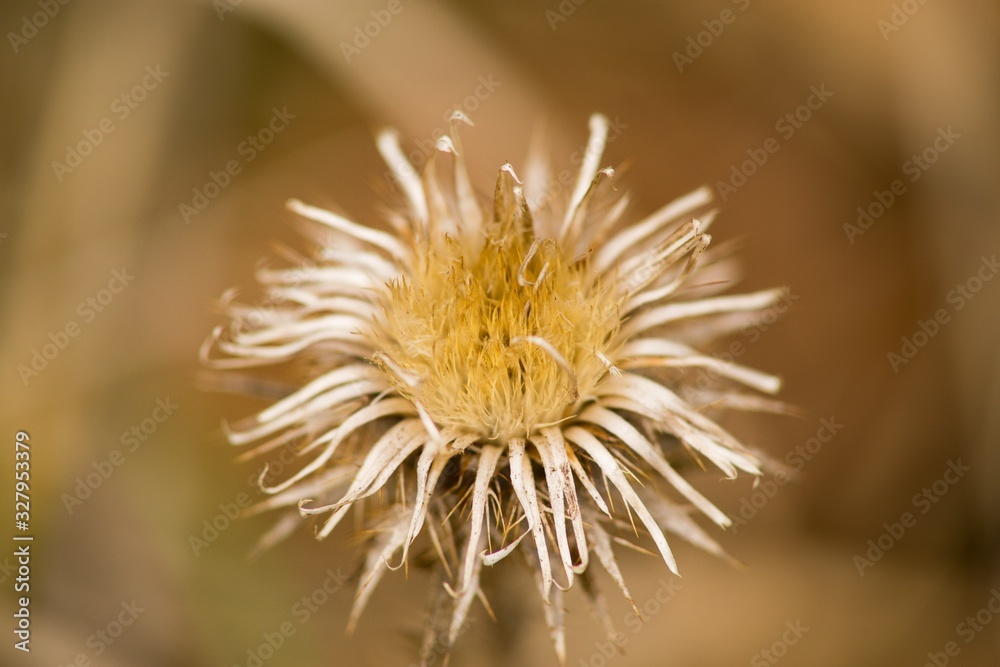 Dry flower after winter thistle in spring. Dry flower after winter thistle in spring.