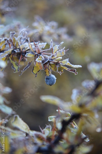 Fruto del Calafate  photo