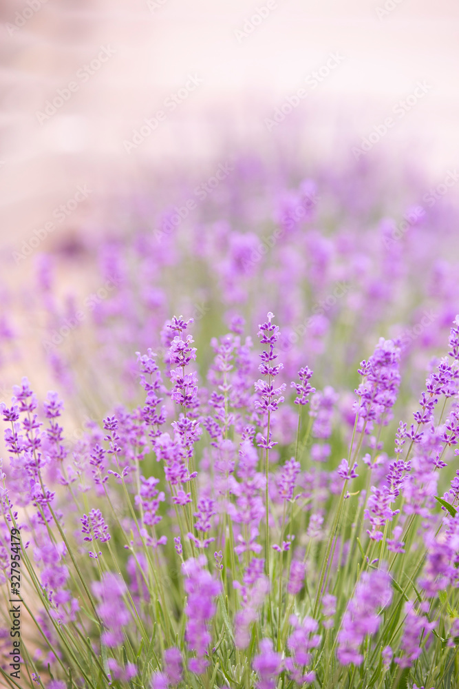 Lavender field over sunser sky. Beautiful image of lavender field closeup. Lavender flower field. Lavender field over sunser sky. Beautiful image of lavender field closeup. Lavender flower field.