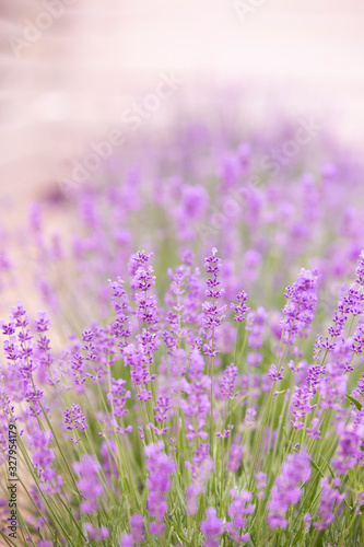 Lavender field over sunser sky. Beautiful image of lavender field closeup. Lavender flower field.