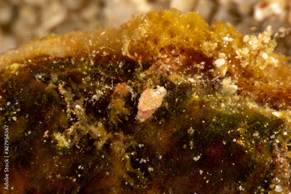 The most beautiful underwater snails of the Indian and Pacific Ocean The most beautiful underwater snails of the Indian and Pacific Ocean
