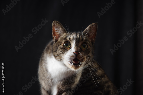 Fotografi drooling cat