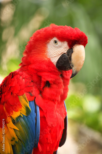 Closeup of a Red Macaw with beautiful plumage, Cozumel, Mexico.