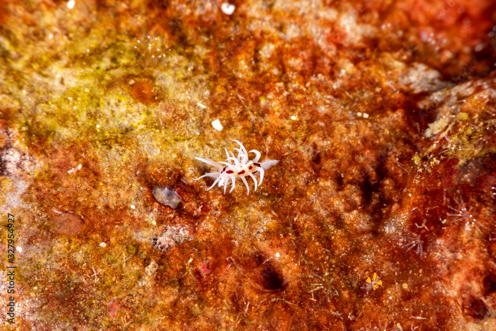 The most beautiful underwater snails of the Indian and Pacific Ocean