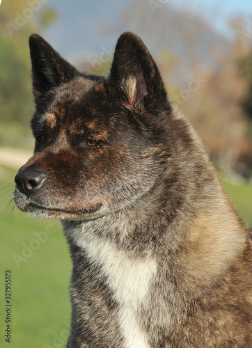 American Akita Tabby color head Purebred Dog on the grass