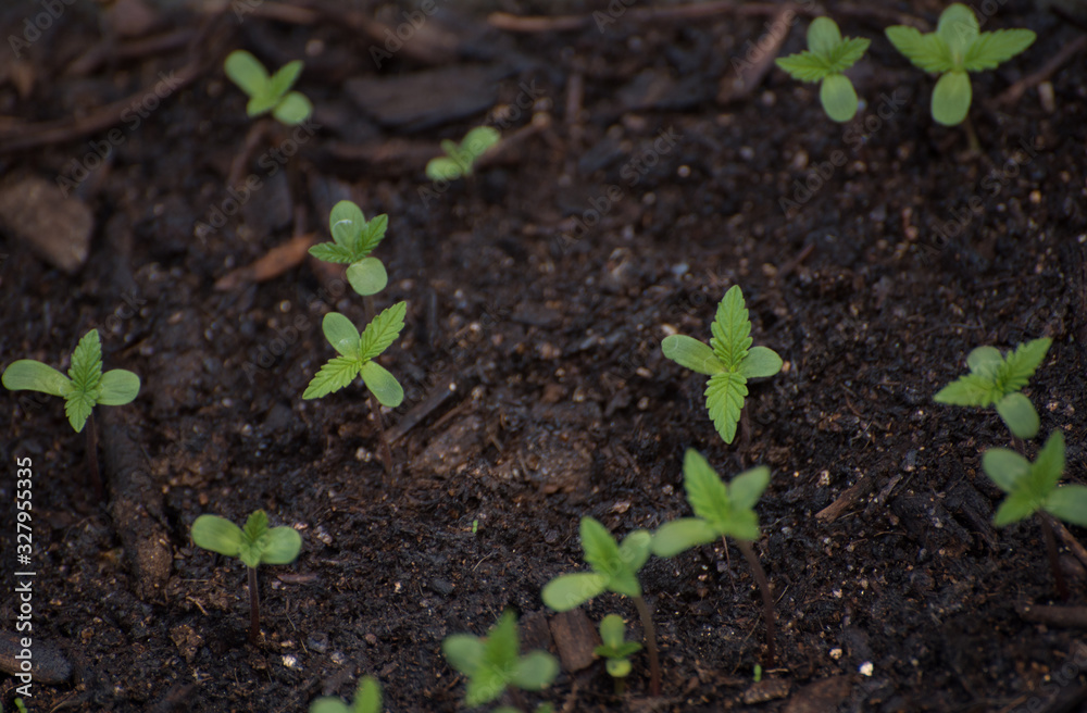 Close up of weed sprout growing up Close up of weed sprout growing up