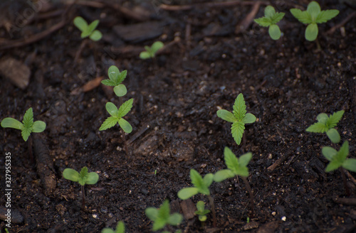 Close up of weed sprout growing up