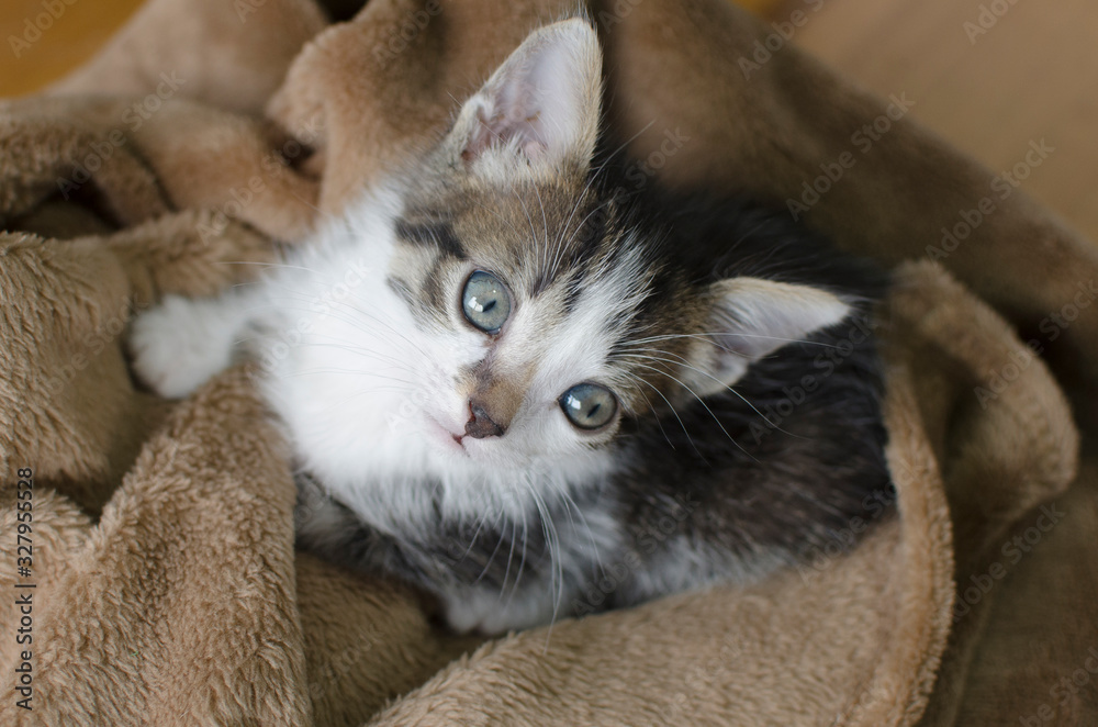 Beautiful newborn tabby cat, playing at home Beautiful newborn tabby cat, playing at home