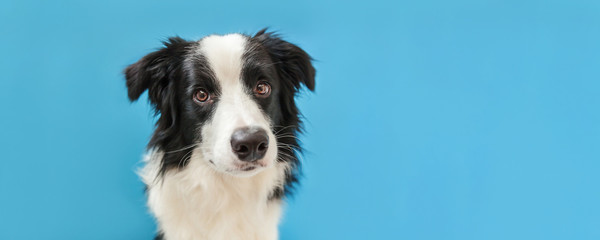 Funny studio portrait of cute smilling puppy dog border collie isolated on blue background. New lovely member of family little dog gazing and waiting for reward. Pet care and animals concept Banner
