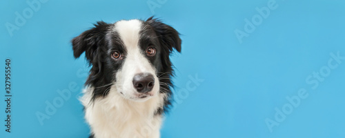 Canvastavla Funny studio portrait of cute smilling puppy dog border collie isolated on blue background