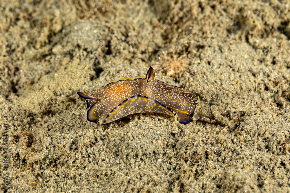 The most beautiful underwater snails of the Indian and Pacific Ocean The most beautiful underwater snails of the Indian and Pacific Ocean