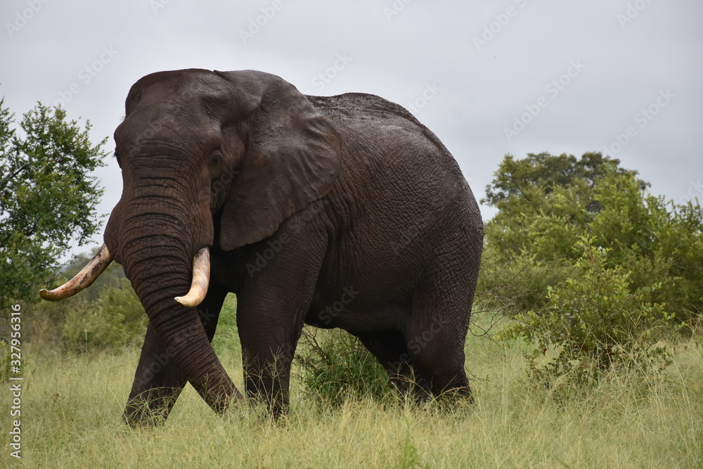 Elephant in tohe wild, South Africa.