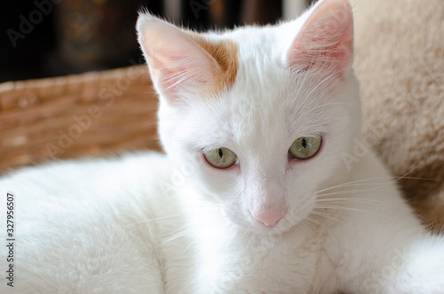Beautiful white cat newborn, playing in the house