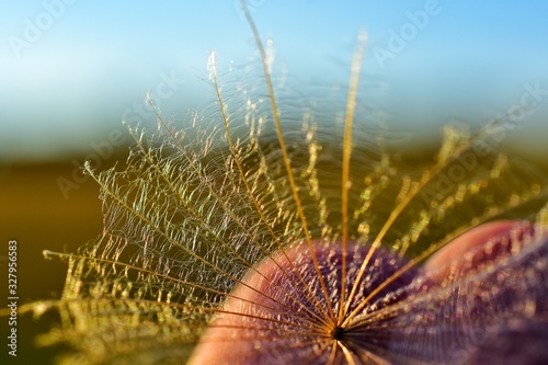 Fototapeta Naklejka Na Ścianę i Meble -  Close up of a dandelion seed in golden sunlight