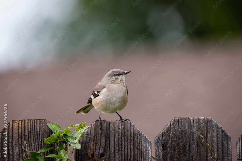 Fototapeta premium Close up of small mockingbird perched on a wooden plank fence.