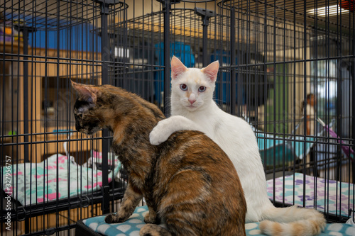 A tortie cat and a white cat sitting in a wire crate one with a paw over the other and looking straight ahead.