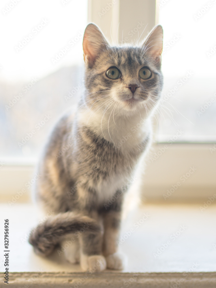 Lovely young kitten sits on a sunny windowsill.