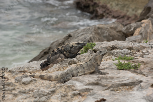 Iguanas pose having a sunbath