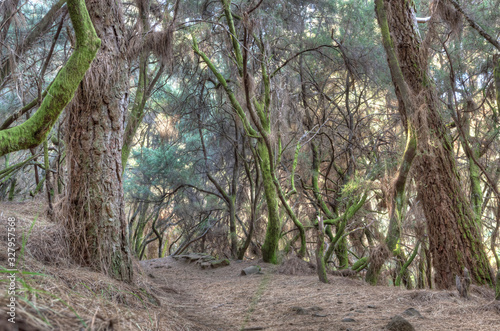 La Palma laurel forest  © Dragoness