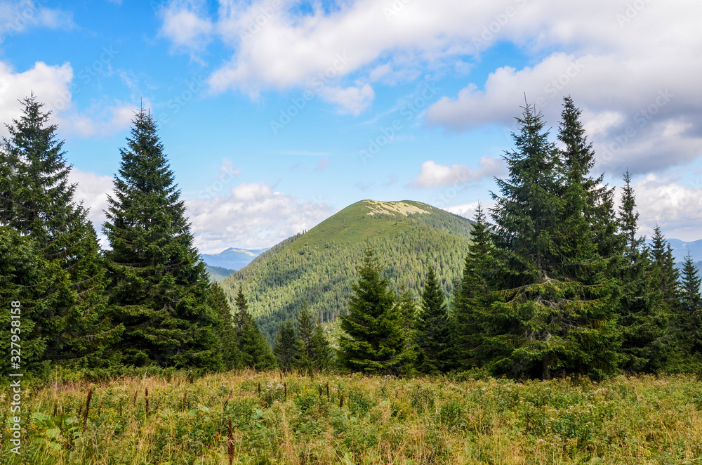 View of mountainous landscape in summer. spruce forest on a grassy hills in the valley of Carpathian mountains. Ukraine View of mountainous landscape in summer. spruce forest on a grassy hills in the valley of Carpathian mountains. Ukraine