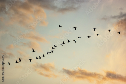 Birds Migrating In The Spring on Sauvie Island, Portland Oregon