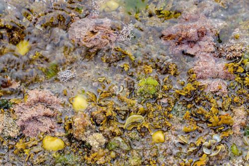 Sea background with different algae, sponges and polyps.