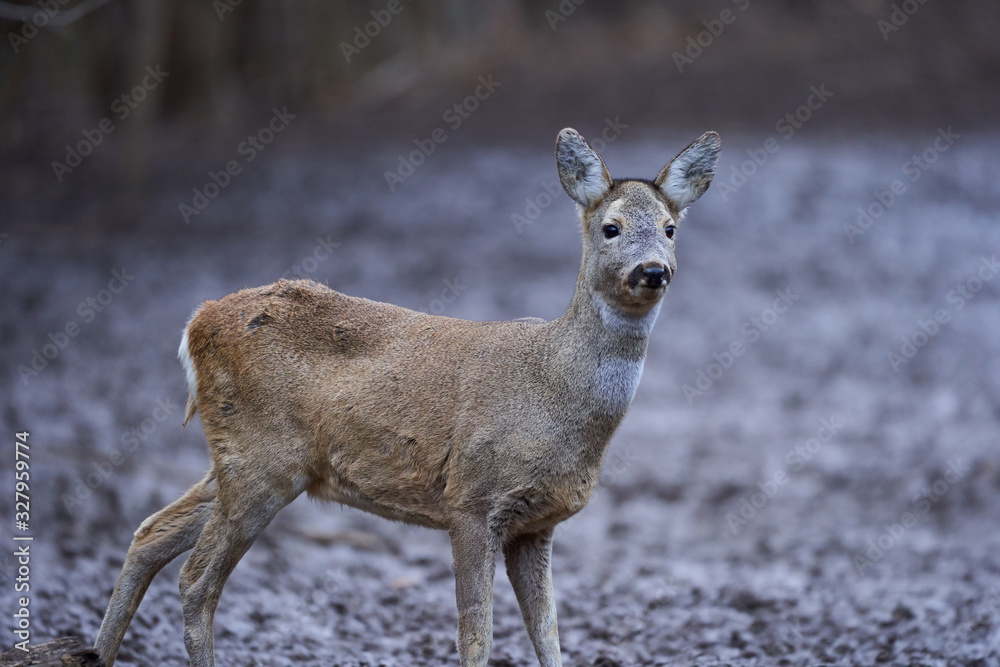 Roe deer in the forest Roe deer in the forest