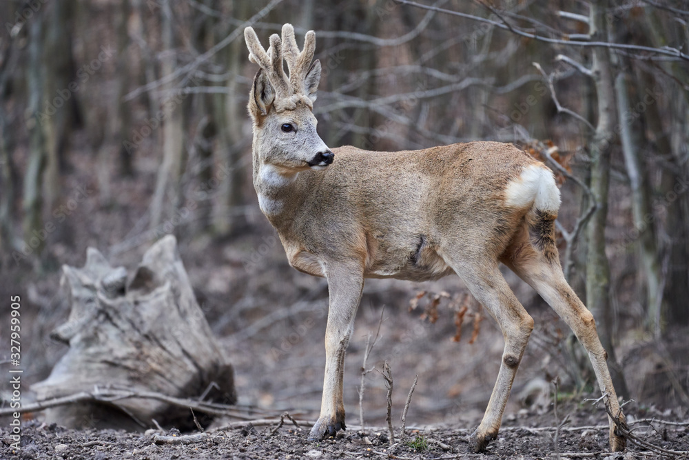 Roebuck in the forest