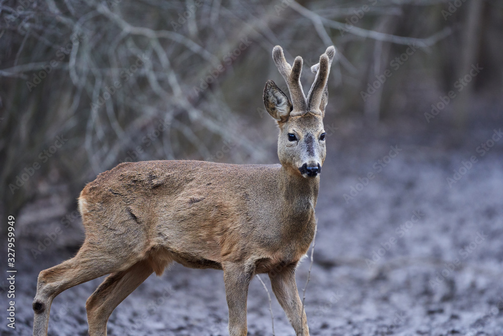 Fototapeta premium Roebuck in the forest