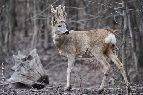 Roebuck in the forest