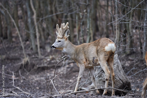 Roebuck in the forest