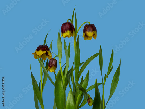 Pretty purple and yellow fritillary flowers, Fritillaria michailovskyi, against a plain blue background photo