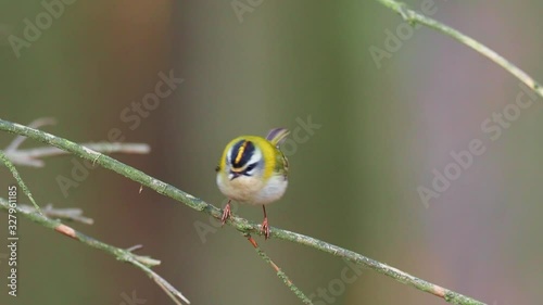 Firecrest - Regulus ignicapilla with the yellow crest singing in the dark forest, small european bird in the forest habitat.