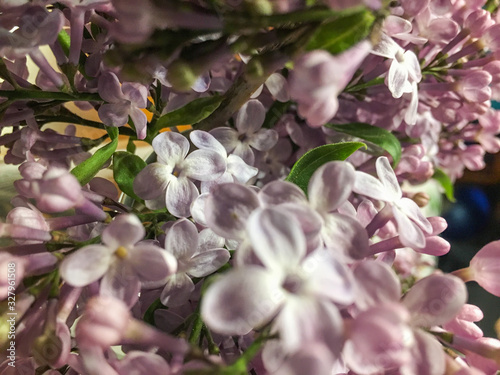purple lilac close up