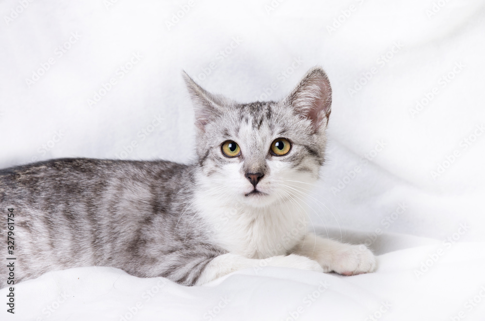 silver cat portrait